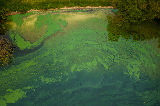 Aerial view of thick green algae blooms swirling on the surface of a lake near a lush forested shoreline Lithuania. Aerial view of thick green algae blooms swirling on the surface of a lake near a lush forested shoreline Lithuania.
