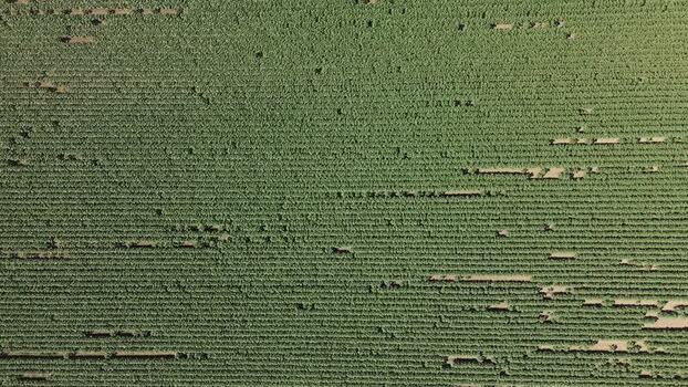 Aerial view of agricultural fields in Novi Sad Serbia. Aerial view of agricultural fields in Novi Sad Serbia.