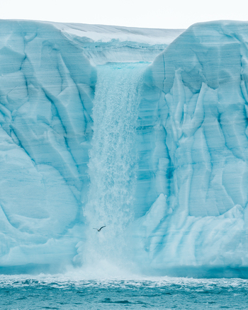 Svalbard and Jan Mayen 26 July 2025 View of a massive blue glacier waterfall cascading into the Arctic Ocean with a bird flying in the foreground. Svalbard and Jan Mayen 26 July 2025 View of a massive blue glacier waterfall cascading into the Arctic Ocean with a bird flying in the foreground.