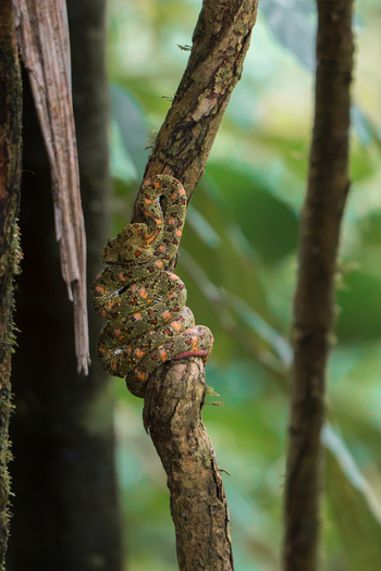 View of an eyelash viper coiled around a mossy tree branch in the lush rainforest of Costa Rica.