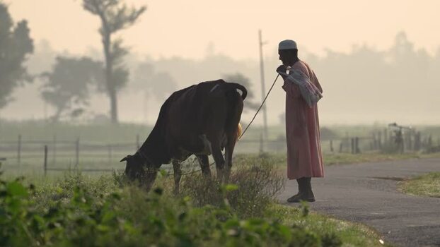 View of a man leading a cow along a rural road in Bogura Bangladesh.