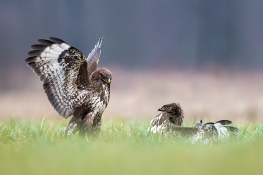 View of two common buzzards in a grassy field one with wings spread and the other resting in Debrzno Pomeranian Voivodeshi Poland. View of two common buzzards in a grassy field one with wings spread and the other resting in Debrzno Pomeranian Voivodeshi Poland.