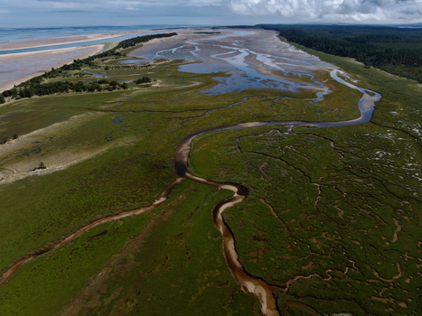 Aerial view of the Moray Firth Coast showing intricate tidal channels winding through lush green salt marshes and sandy coastal dunes in Nairn Scotland United Kingdom.