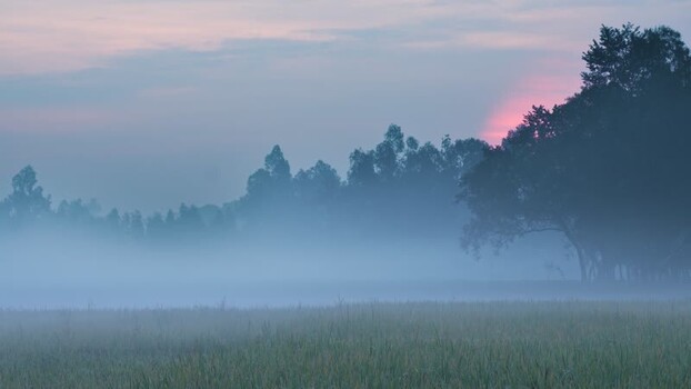 View of misty fields and trees at sunrise Bangladesh. View of misty fields and trees at sunrise Bangladesh.
