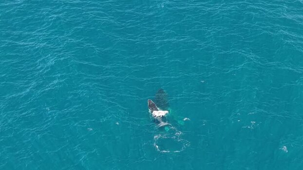 Aerial view of whales swimming in the ocean Australia.