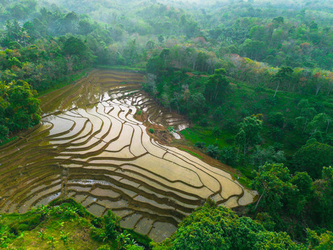 Aerial view of Tegalalang rice terraces with lush green vegetation and water reflecting the sky in Tegalalang Bali Indonesia.
