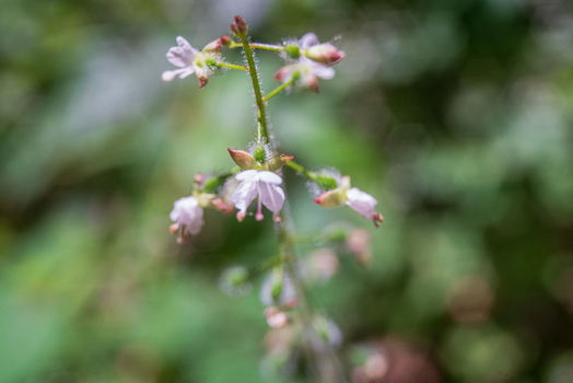 View of a delicate pinkish white wildflower with hairy stems and small petals blooming in the lush countryside of Looe Cornwall United Kingdom. View of a delicate pinkish white wildflower with hairy stems and small petals blooming in the lush countryside of Looe Cornwall United Kingdom.