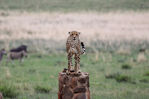 View of a cheetah standing on a stone pillar in the savanna with zebras grazing in the background at Welgevonden Game Reserve Waterberg District Municipality Limpopo South Africa.