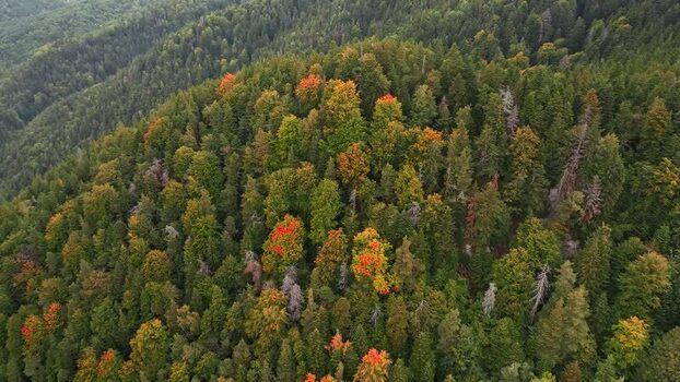Aerial view of autumn forest in Vintileasca Romania.