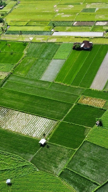 Aerial view of Tegallalang Rice Terrace with lush green rice paddies small huts and irrigation patterns in Kecamatan Tegallalang Bali Indonesia.