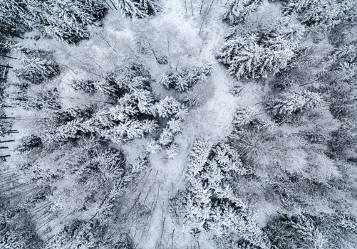 Aerial view of a dense forest covered in fresh snow with evergreen trees and winding paths in Latvia. Aerial view of a dense forest covered in fresh snow with evergreen trees and winding paths in Latvia.