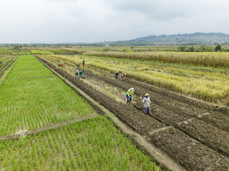 Aerial view of farmers hoeing the dark fertile soil contrasting with lush green rice fields under soft diffused light Kendal Central Java Indonesia. Aerial view of farmers hoeing the dark fertile soil contrasting with lush green rice fields under soft diffused light Kendal Central Java Indonesia.