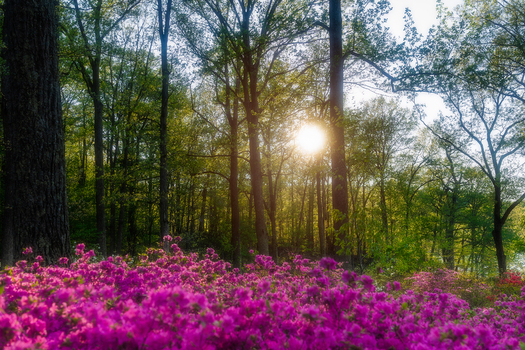View of vibrant pink azaleas blooming in the Brighton Dam Azalea Garden under a canopy of tall trees with sunlight filtering through the leaves in Brookeville Maryland United States. View of vibrant pink azaleas blooming in the Brighton Dam Azalea Garden under a canopy of tall trees with sunlight filtering through the leaves in Brookeville Maryland United States.