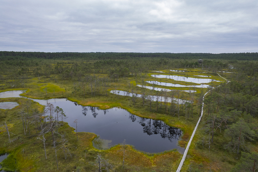 Aerial view of the Viru bog nature trail featuring winding wooden boardwalks scattered dark water pools and surrounding pine forests in Loksa Harju maakond Estonia. Aerial view of the Viru bog nature trail featuring winding wooden boardwalks scattered dark water pools and surrounding pine forests in Loksa Harju maakond Estonia.