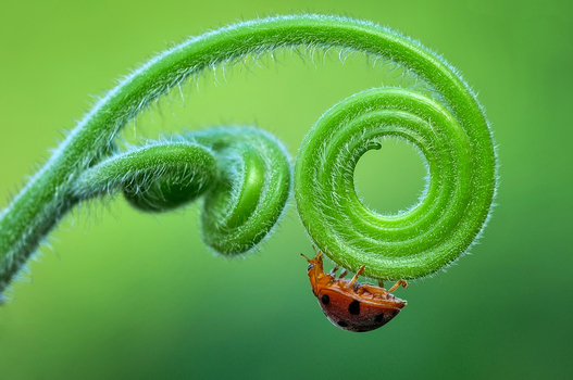 A ladybug hanging from a fuzzy green spiral plant stem against a soft blurred background in Salatiga Central Java Indonesia.