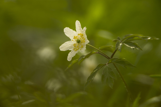 View of a delicate white Wood Anemone flower with glistening water droplets on its petals captured in a lush green woodland setting in Cambridgeshire United Kingdom.