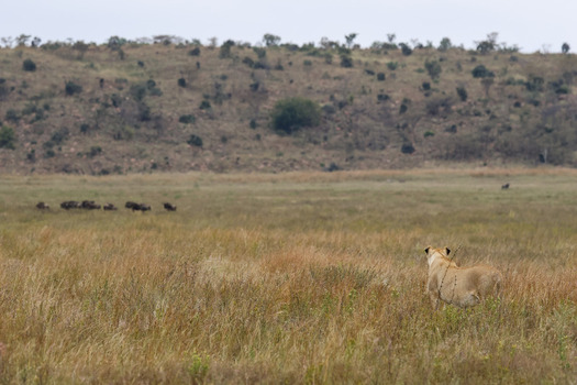 View of a lioness standing in tall dry grass while watching a herd of wildebeest in the distance at Welgevonden Game Reserve Waterberg District Municipality Limpopo South Africa.