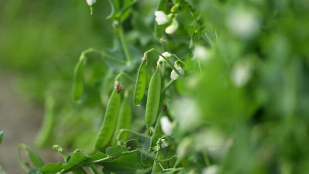 View of green pea pods growing on a vine in a field India. View of green pea pods growing on a vine in a field India.