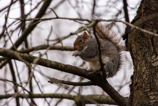 View of a grey squirrel perched on a bare tree branch while eating a nut against a soft overcast sky in London England United Kingdom. View of a grey squirrel perched on a bare tree branch while eating a nut against a soft overcast sky in London England United Kingdom.