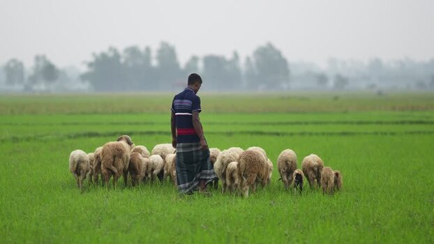 View of a shepherd with a flock of sheep in a field Bangladesh. View of a shepherd with a flock of sheep in a field Bangladesh.