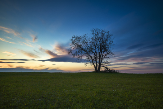 View of a lone tree standing on a green grassy hill under a dramatic sunset sky with colorful clouds Czorsztyn Lesser Poland Voivode Poland.
