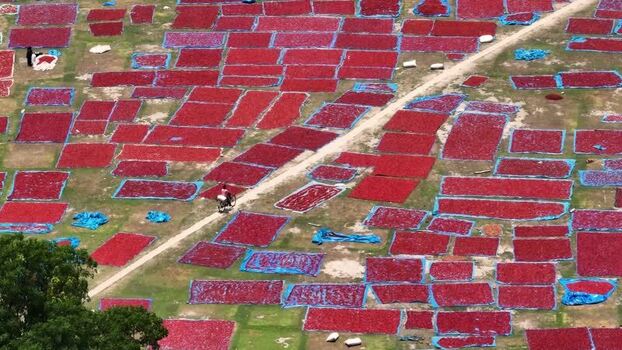 Aerial view of red chili peppers drying on blue tarps Bangladesh. Aerial view of red chili peppers drying on blue tarps Bangladesh.