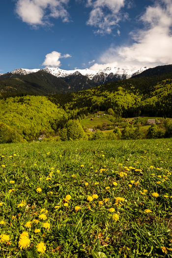 View of a vibrant meadow with yellow dandelions rolling green hills covered in lush forests and majestic snow capped mountains under a bright blue sky in Alba County Romania. View of a vibrant meadow with yellow dandelions rolling green hills covered in lush forests and majestic snow capped mountains under a bright blue sky in Alba County Romania.