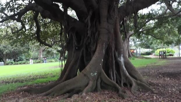View of the Moreton Bay Fig tree in the Royal Botanic Garden Australia.