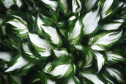 View of variegated hosta leaves with vibrant green margins and white centers in a dense cluster in Poland. View of variegated hosta leaves with vibrant green margins and white centers in a dense cluster in Poland.