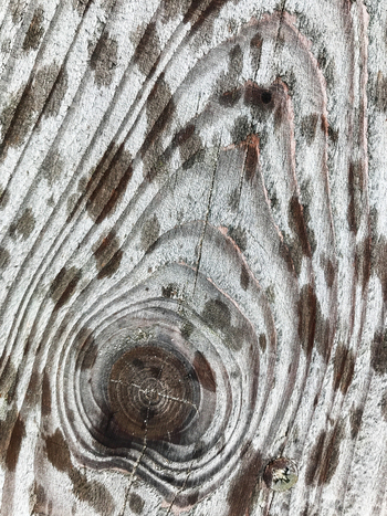 View of aged wood grain its swirling patterns and textures creating a mesmerizing effect showing the passage of time in De Cocksdorp Noord Holland Netherlands. View of aged wood grain its swirling patterns and textures creating a mesmerizing effect showing the passage of time in De Cocksdorp Noord Holland Netherlands.