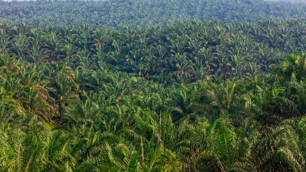 Aerial view of a vast palm oil plantation with dense rows of green palm trees stretching across the landscape in Indonesia.