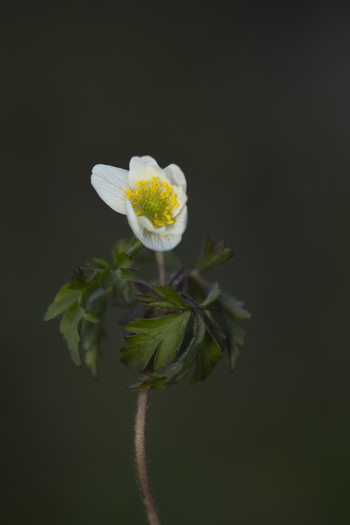 View of a delicate white Wood Anemone flower with a vibrant yellow center and green foliage against a dark blurred background in Cambridgeshire United Kingdom.