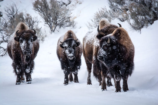 View of three American bison walking through deep snow in a winter landscape in Yellowstone National Park Wyoming United States. View of three American bison walking through deep snow in a winter landscape in Yellowstone National Park Wyoming United States.