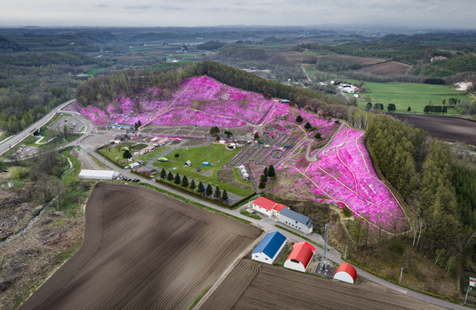 Aerial view of Higashimokoto Shibazakura Park with vibrant pink moss phlox covering the hillside winding paths and surrounding agricultural fields in Ozora Hokkaido Japan. Aerial view of Higashimokoto Shibazakura Park with vibrant pink moss phlox covering the hillside winding paths and surrounding agricultural fields in Ozora Hokkaido Japan.