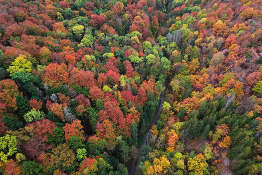 Aerial view of a dense forest during the autumn season with vibrant red orange and yellow foliage surrounding a winding road in Rothenburg ob der Tauber Bavaria Germany.