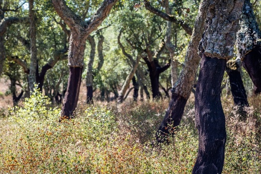 View of cork oak trees with harvested bark in a dry landscape in Alentejo Portugal. View of cork oak trees with harvested bark in a dry landscape in Alentejo Portugal.