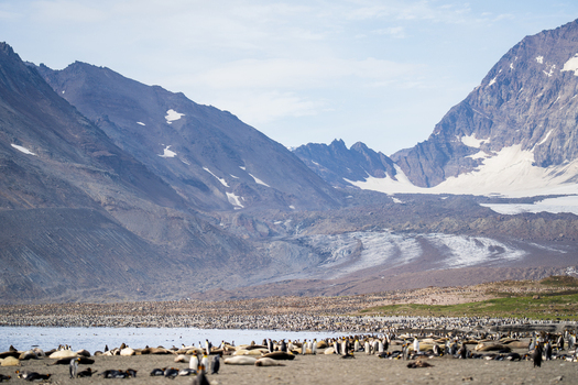 View of a large colony of king penguins and fur seals on the beach at Saint Andrew s Bay with glaciers and mountains in the background South Georgia and the South Sandwich Islands. View of a large colony of king penguins and fur seals on the beach at Saint Andrew s Bay with glaciers and mountains in the background South Georgia and the South Sandwich Islands.