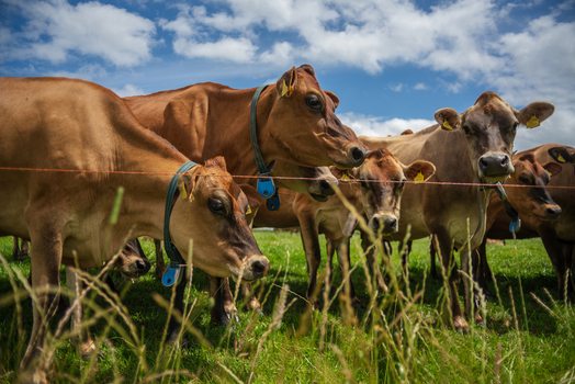 View of a herd of brown cows with tracking collars grazing in a lush green pasture under a bright blue sky in Looe Cornwall United Kingdom. View of a herd of brown cows with tracking collars grazing in a lush green pasture under a bright blue sky in Looe Cornwall United Kingdom.