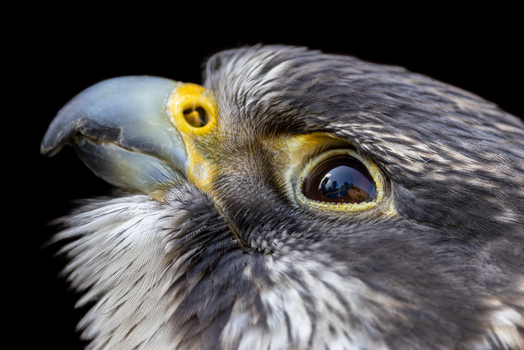 View of a falcon s head with sharp eye and detailed feathers against a black background in Selestat Grand Est France.