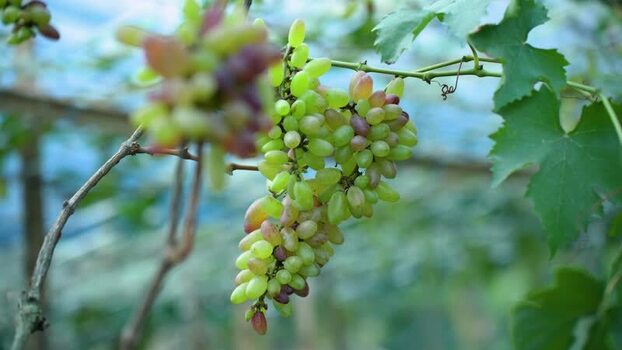 View of ripening grapes on a vine in Bangladesh. View of ripening grapes on a vine in Bangladesh.