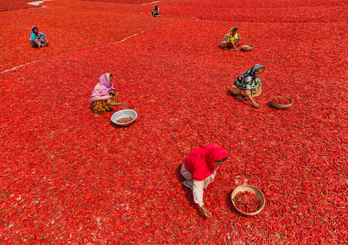 Bogura Bangladesh 12 March 2018 View of women in colorful clothing sorting and drying a vast field of red chili peppers under the bright sun. Bogura Bangladesh 12 March 2018 View of women in colorful clothing sorting and drying a vast field of red chili peppers under the bright sun.
