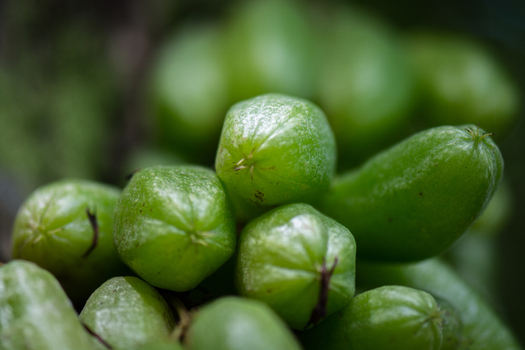 View of a cluster of green elongated bilimbi fruits hanging from a tree showing their smooth waxy skin and distinct ridges in Costa Rica.