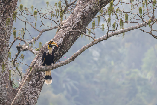 View of a Great Hornbill perched on a thick tree branch in a lush tropical forest with a misty background in Dehong Dai and Jingpo Autonomous Prefecture Yunnan China. View of a Great Hornbill perched on a thick tree branch in a lush tropical forest with a misty background in Dehong Dai and Jingpo Autonomous Prefecture Yunnan China.