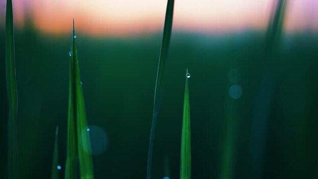 View of green grass blades with dew drops at sunset Bangladesh. View of green grass blades with dew drops at sunset Bangladesh.