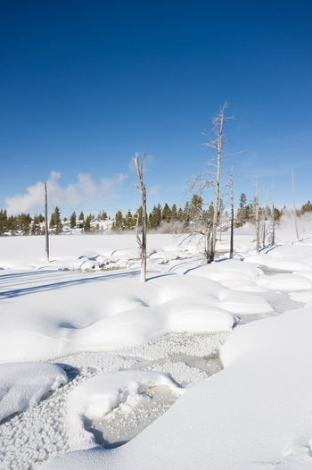View of Yellowstone National Park with snow covered ground dead trees and geothermal steam rising under a clear blue sky in Yellowstone National Park Wyoming United States. View of Yellowstone National Park with snow covered ground dead trees and geothermal steam rising under a clear blue sky in Yellowstone National Park Wyoming United States.