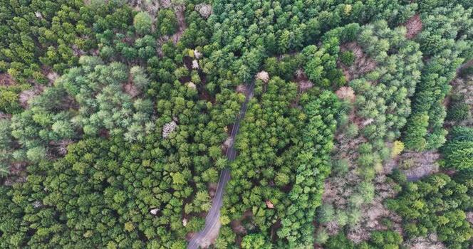 Aerial view of a winding road through the dense Vallombrosa forest Italy. Aerial view of a winding road through the dense Vallombrosa forest Italy.
