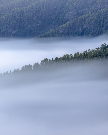 View of Caldera de Taburiente National Park with lush pine forests on mountain slopes partially covered by thick white fog and low clouds in El Paso Canarias Spain. View of Caldera de Taburiente National Park with lush pine forests on mountain slopes partially covered by thick white fog and low clouds in El Paso Canarias Spain.