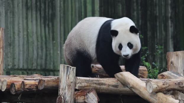 View of a giant panda at the Chengdu Research Base China. View of a giant panda at the Chengdu Research Base China.