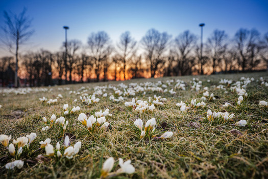 View of white crocuses blooming in a park in Riga Latvia.