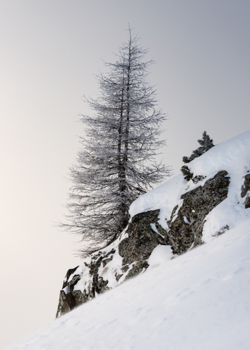 View of a frost covered larch tree standing on a snowy rocky slope in the Dolomites Trentino Alto Adige Italy. View of a frost covered larch tree standing on a snowy rocky slope in the Dolomites Trentino Alto Adige Italy.